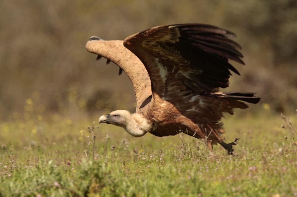 Alzando el vuelo